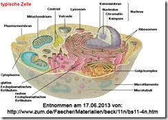 zelle-aufbau